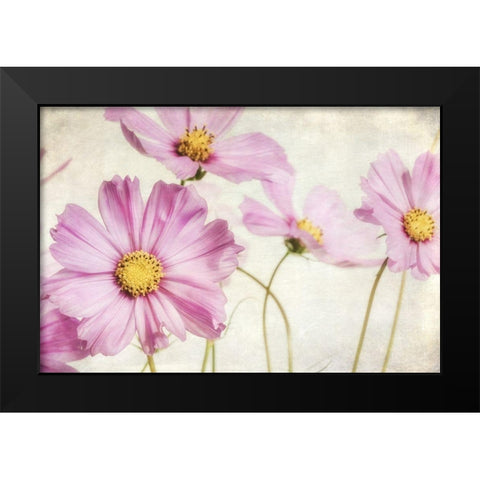 Pink Cosmos I Black Modern Wood Framed Art Print by Poinski, Dianne