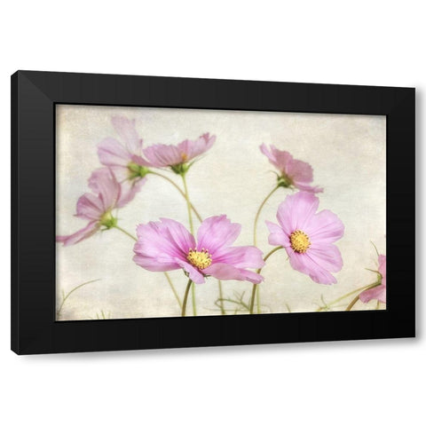 Pink Cosmos II Black Modern Wood Framed Art Print with Double Matting by Poinski, Dianne