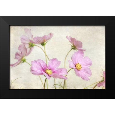 Pink Cosmos II Black Modern Wood Framed Art Print by Poinski, Dianne