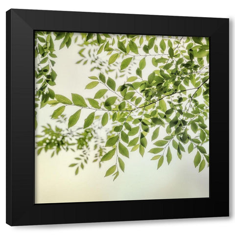 Summer Light II Black Modern Wood Framed Art Print by Poinski, Dianne