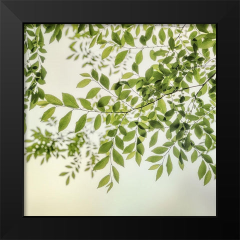 Summer Light II Black Modern Wood Framed Art Print by Poinski, Dianne