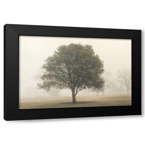 Trees in the Fog I Black Modern Wood Framed Art Print with Double Matting by Poinski, Dianne