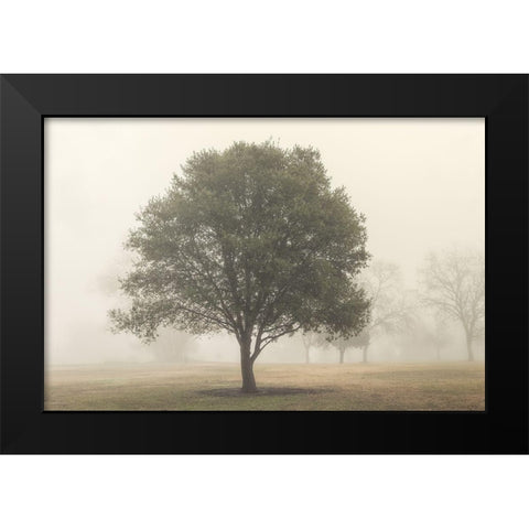 Trees in the Fog I Black Modern Wood Framed Art Print by Poinski, Dianne