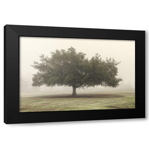 Trees in the Fog II Black Modern Wood Framed Art Print by Poinski, Dianne