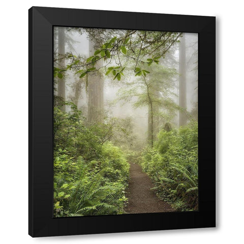 Summer Forest I Black Modern Wood Framed Art Print by Poinski, Dianne