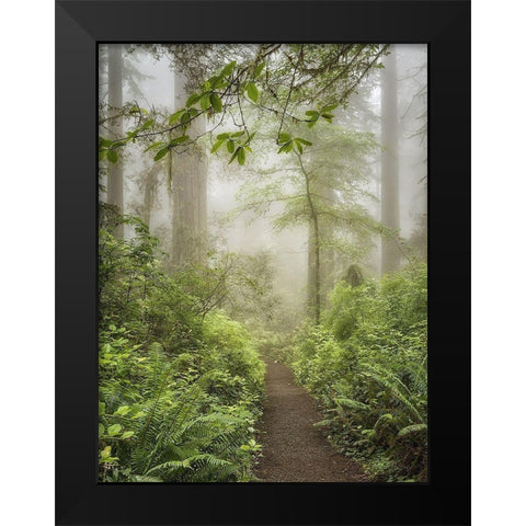 Summer Forest I Black Modern Wood Framed Art Print by Poinski, Dianne