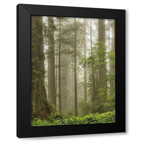 Summer Forest II Black Modern Wood Framed Art Print by Poinski, Dianne
