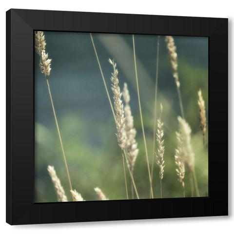 Northwest Morning II Black Modern Wood Framed Art Print by Poinski, Dianne