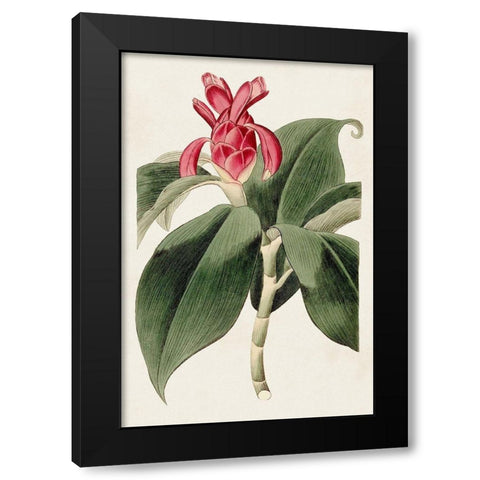 Flora of the Tropics I Black Modern Wood Framed Art Print by Unknown