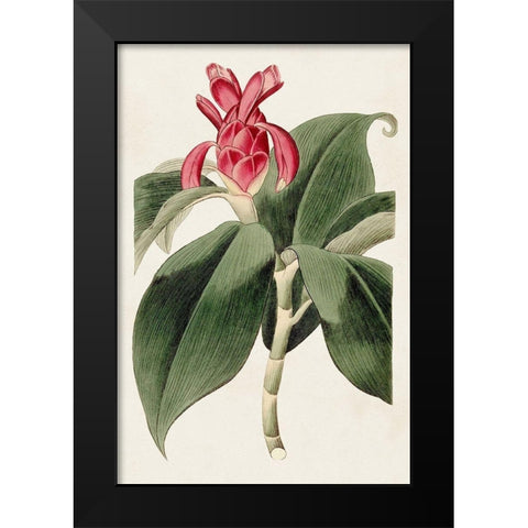 Flora of the Tropics I Black Modern Wood Framed Art Print by Unknown