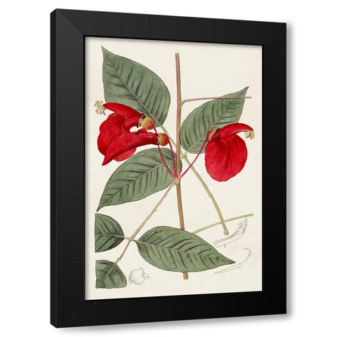 Flora of the Tropics II Black Modern Wood Framed Art Print with Double Matting by Unknown