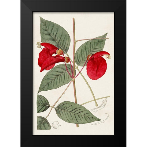 Flora of the Tropics II Black Modern Wood Framed Art Print by Unknown