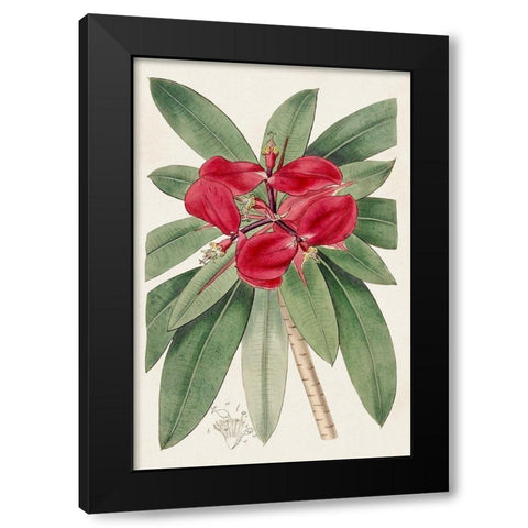 Flora of the Tropics III Black Modern Wood Framed Art Print by Unknown