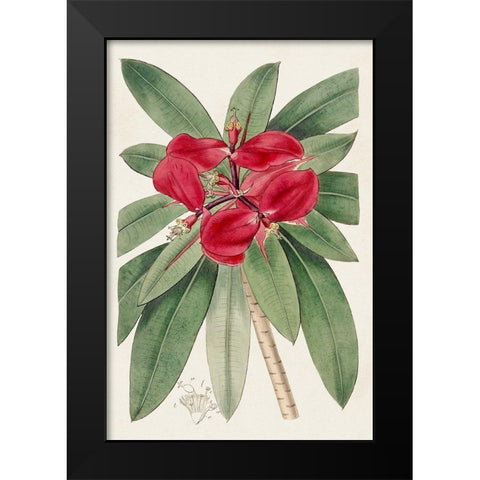 Flora of the Tropics III Black Modern Wood Framed Art Print by Unknown