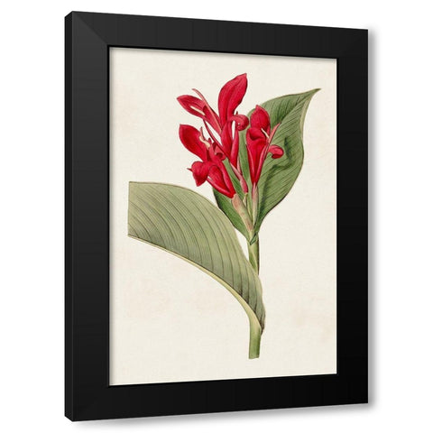 Flora of the Tropics IV Black Modern Wood Framed Art Print by Unknown