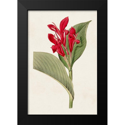 Flora of the Tropics IV Black Modern Wood Framed Art Print by Unknown