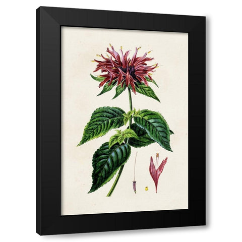 Antique Floral Folio I Black Modern Wood Framed Art Print with Double Matting by Bessa, Pancrace