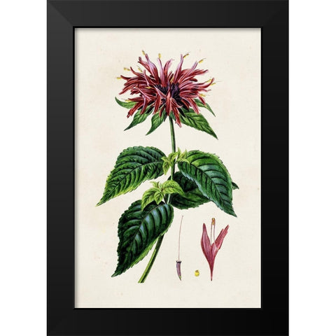 Antique Floral Folio I Black Modern Wood Framed Art Print by Bessa, Pancrace
