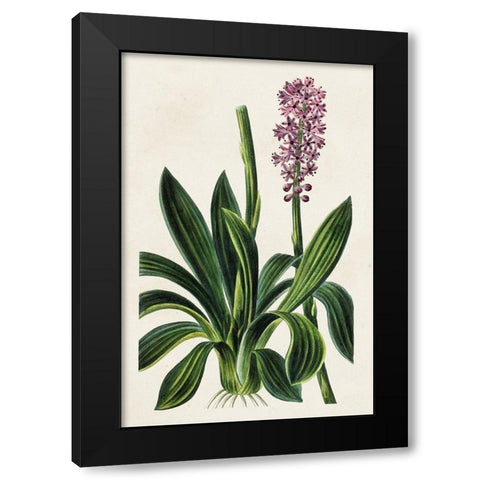 Antique Floral Folio II Black Modern Wood Framed Art Print by Bessa, Pancrace