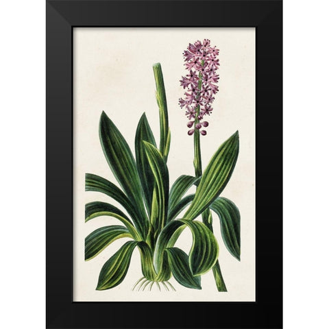 Antique Floral Folio II Black Modern Wood Framed Art Print by Bessa, Pancrace