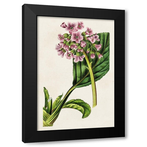 Antique Floral Folio III Black Modern Wood Framed Art Print by Bessa, Pancrace
