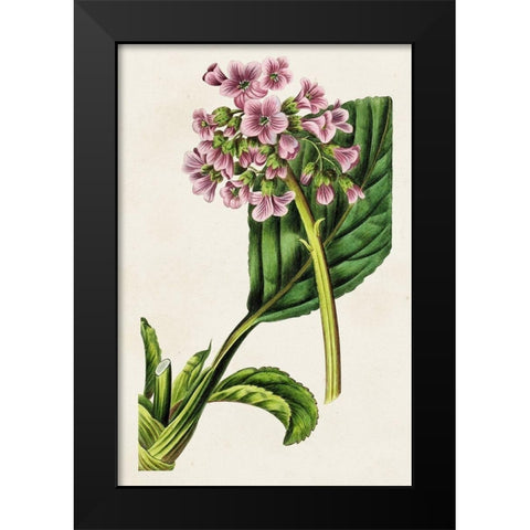 Antique Floral Folio III Black Modern Wood Framed Art Print by Bessa, Pancrace
