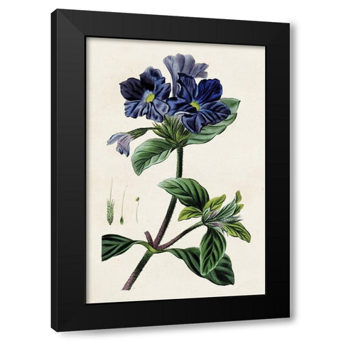 Antique Floral Folio IV Black Modern Wood Framed Art Print by Bessa, Pancrace