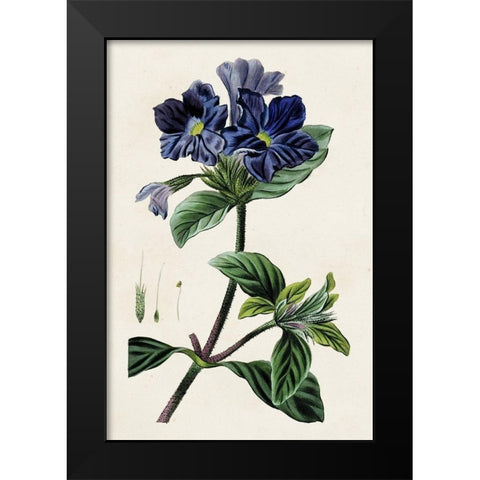 Antique Floral Folio IV Black Modern Wood Framed Art Print by Bessa, Pancrace