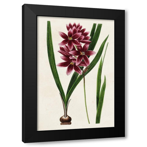 Antique Floral Folio V Black Modern Wood Framed Art Print by Bessa, Pancrace