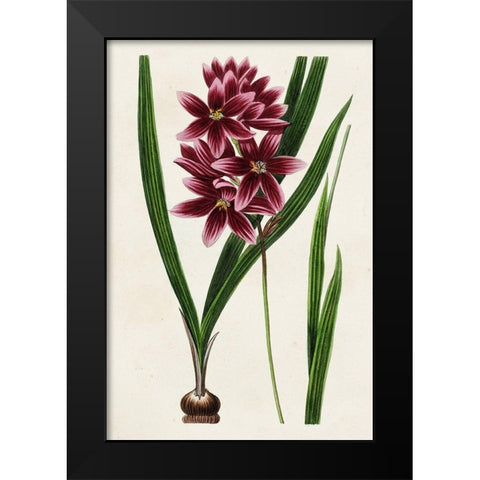 Antique Floral Folio V Black Modern Wood Framed Art Print by Bessa, Pancrace