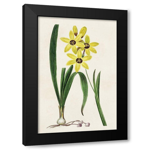 Antique Floral Folio VI Black Modern Wood Framed Art Print by Bessa, Pancrace