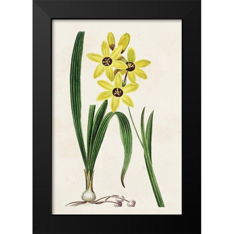 Antique Floral Folio VI Black Modern Wood Framed Art Print by Bessa, Pancrace