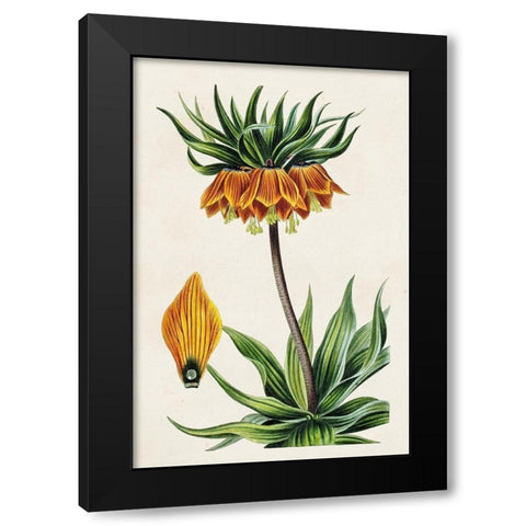 Antique Floral Folio VII Black Modern Wood Framed Art Print by Bessa, Pancrace