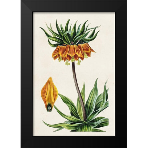 Antique Floral Folio VII Black Modern Wood Framed Art Print by Bessa, Pancrace