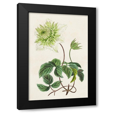 Antique Floral Folio VIII Black Modern Wood Framed Art Print by Bessa, Pancrace