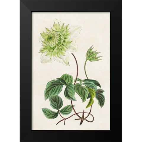 Antique Floral Folio VIII Black Modern Wood Framed Art Print by Bessa, Pancrace