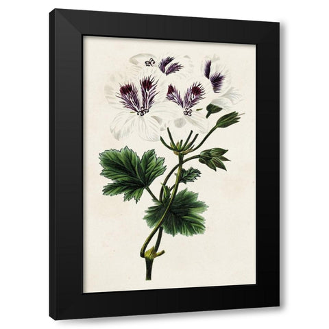 Antique Floral Folio IX Black Modern Wood Framed Art Print with Double Matting by Bessa, Pancrace