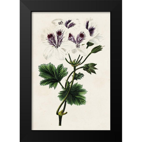 Antique Floral Folio IX Black Modern Wood Framed Art Print by Bessa, Pancrace