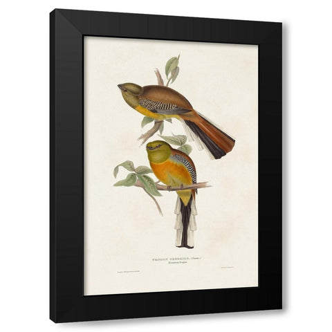 Elegant Trogons II Black Modern Wood Framed Art Print with Double Matting by Gould, John