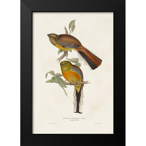 Elegant Trogons II Black Modern Wood Framed Art Print by Gould, John