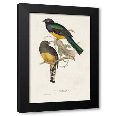 Elegant Trogons III Black Modern Wood Framed Art Print by Gould, John