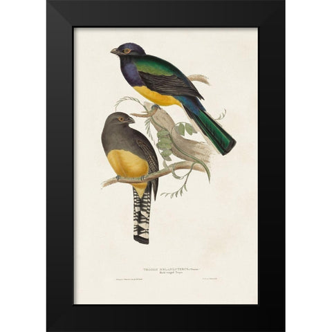 Elegant Trogons III Black Modern Wood Framed Art Print by Gould, John