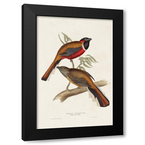 Elegant Trogons IV Black Modern Wood Framed Art Print with Double Matting by Gould, John