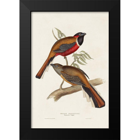 Elegant Trogons IV Black Modern Wood Framed Art Print by Gould, John
