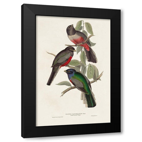 Elegant Trogons V Black Modern Wood Framed Art Print by Gould, John