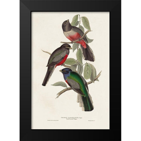 Elegant Trogons V Black Modern Wood Framed Art Print by Gould, John