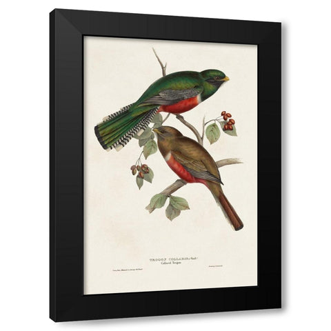 Elegant Trogons VI Black Modern Wood Framed Art Print by Gould, John
