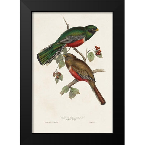 Elegant Trogons VI Black Modern Wood Framed Art Print by Gould, John