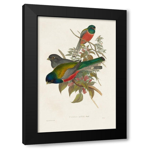 Elegant Trogons VII Black Modern Wood Framed Art Print by Gould, John