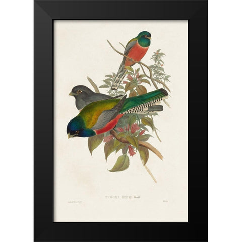Elegant Trogons VII Black Modern Wood Framed Art Print by Gould, John